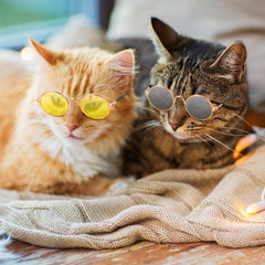 10 Pieces Cat Dog Sunglasses Funny Pet Glasses round Metal Small Classic Retro Sunglasses Pet Hippie Cute Dog Cat Cosplay Party Costume Photo Props Cosplay Glasses(Mixed Color)
